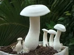 වස විස නැති බිම්මල්
