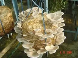 වස විස නැති බිම්මල්