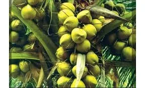 පොල් මිල දැක්කාම එළොව පොල් පෙනෙන්නේ අයි?