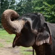 එජාප ඡන්ද සටන මහනුවරින්