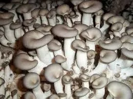 වස විස නැති බිම්මල්