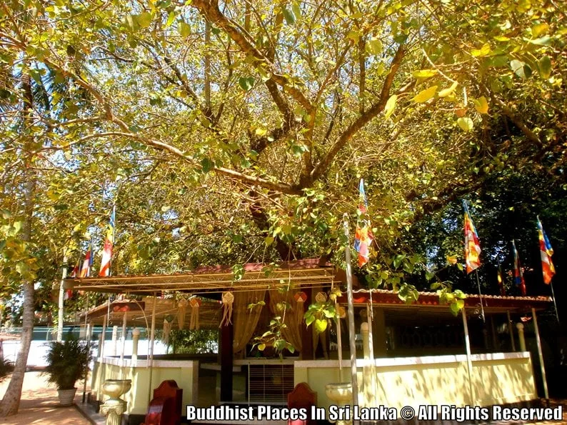 ශ්රී කල්යාණ අසපුවේ වාර්ෂික පිංකම හෙට(25)සිට කතරගමදී