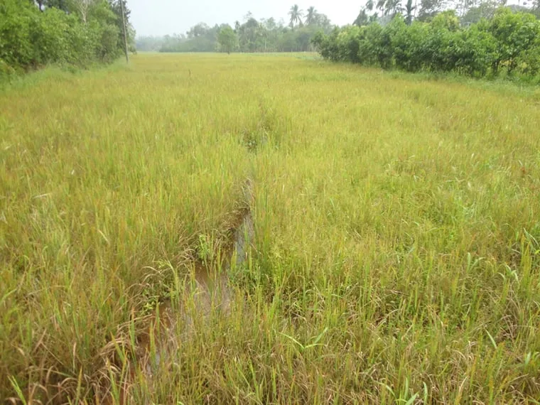 කොළ වියළීමේන් කුඹුරු අක්කර 50ක් විනාශයි