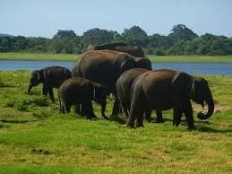පොළොන්නරුවේ වන ජීවී නිලධාරීන් වෘත්තිය සමිති ක්‍රියා මාර්ගයක..!