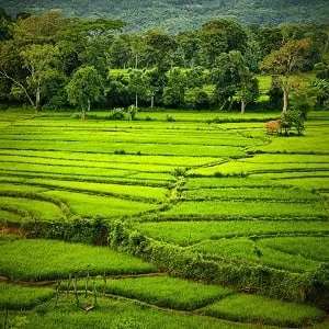 ගමේ දුප්පත්කම-වී ගොවිතැන-මස් සහ වට්ටක්කා..!