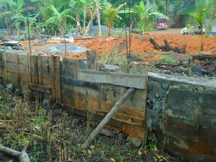 අතිශය දුර්ලභ ගිං පොල් කඩොලානය අනතුරේ