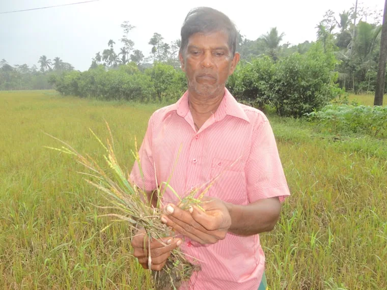 කොළ වියළීමේන් කුඹුරු අක්කර 50ක් විනාශයි