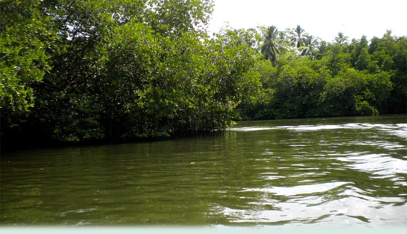 මාදු ගඟ පාරිසරික පද්ධතිය අනතුරේ..?