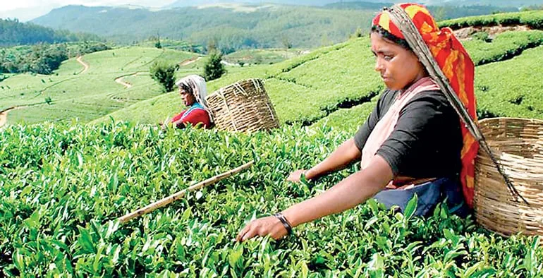 තේ දළු මිල පහළට..!