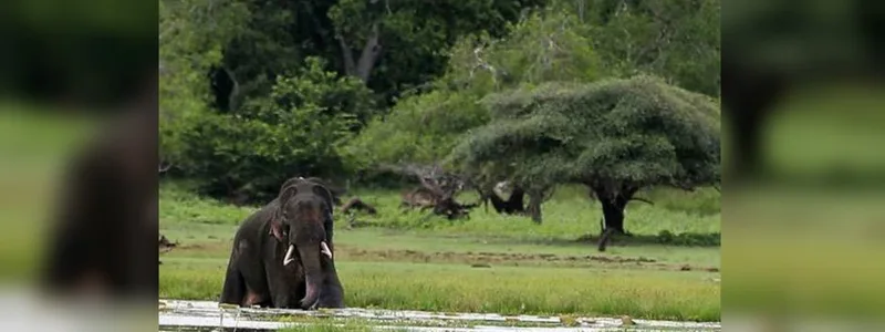 යාල වනෝද්යානයේ මිස්සක හස්තියා මිය යයි