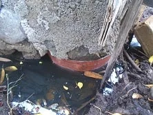 අතිශය දුර්ලභ ගිං පොල් කඩොලානය අනතුරේ