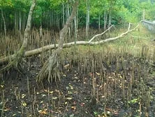 අතිශය දුර්ලභ ගිං පොල් කඩොලානය අනතුරේ