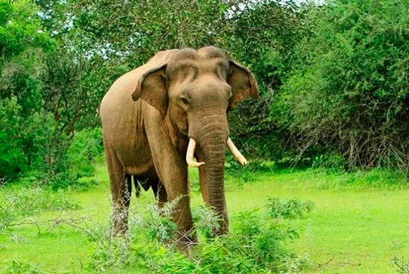 මාතලේ වල් අලියා දැලේ..!