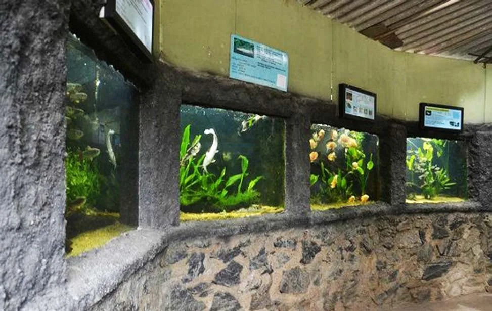 කෝටිපතියකු වූ මාළු පිස්සා..!