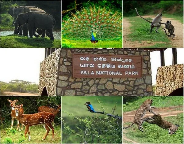යාල ජාතික වනෝද්යානය වසා දැමේ..!