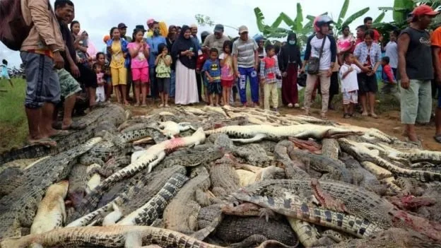 ගැමියකු මැරූ පළියට ඉන්දුනීසියානුවන් කිඹුලන් 300ක් මරලා..!