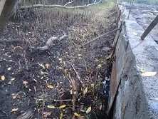 අතිශය දුර්ලභ ගිං පොල් කඩොලානය අනතුරේ