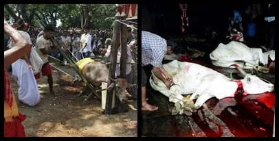හින්දු කෝවිල්වල සත්ව බිලි පූජා තහනම්..!
