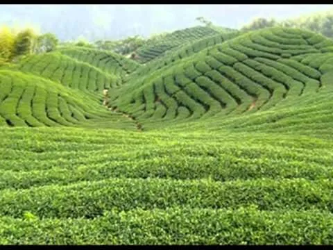 කම්කරුවෝ නෝවුර්ඩ් වතු අධිකාරීවරයකුගේ නිවසක් වටලති..!