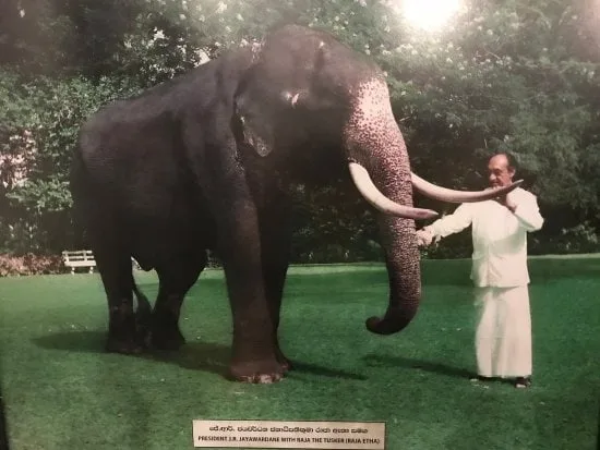 ජේ.ආර් පසු පස “රාජා” ලුහුබඳියි..!