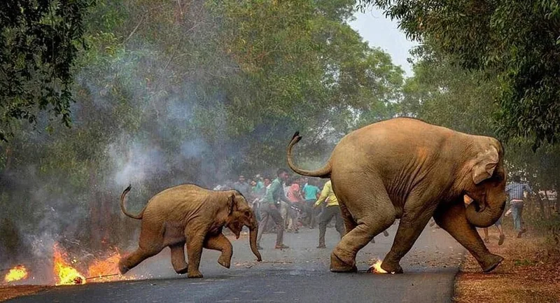 වන අලි ගැටලුවට ජනපති අත ගසයි..?