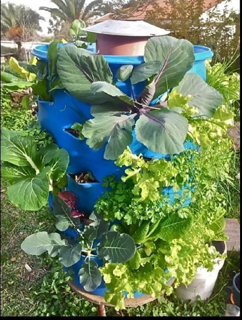 ජල හිඟ තත්ත්ව යටතේ ගෙවතු වගාව