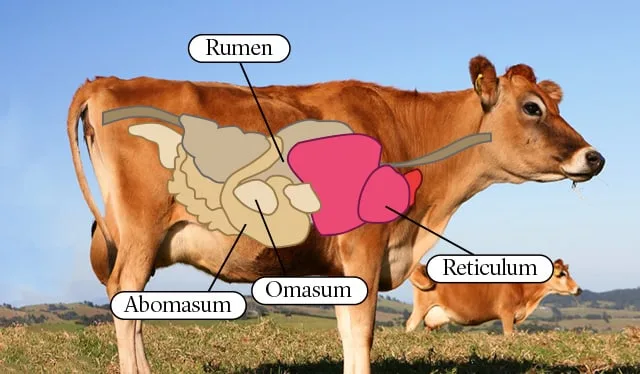 ප්ලාස්ටික් මගින් සිදුවන පරිසර දූෂණයට විසඳුම