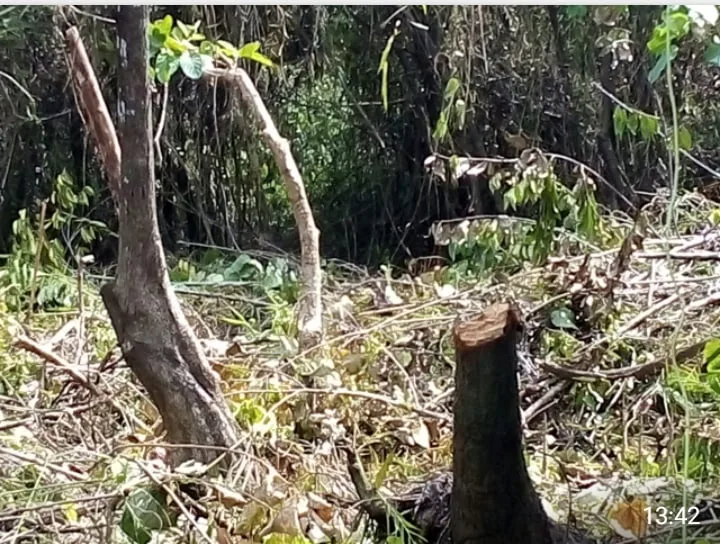 කොරෝනා ඇඳිරිය අස්සේ යාල කපා අක්කර 120ක් අල්ලලා