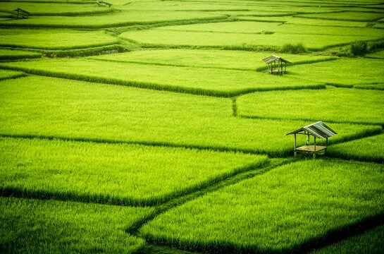 ඉදිරි වගා කන්න හයක දී වී අස්වැන්න දෙගුණ කෙරේ