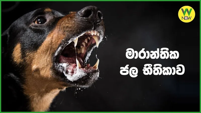 මාස අටට ජලභීතිකාවට 11ක් බිලි