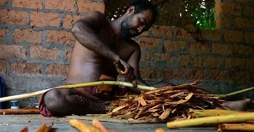 කුරුඳු තෙල් කර්මාන්තයත් කපෝතියි