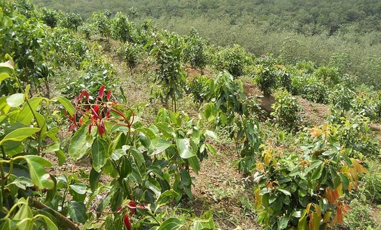 කුරුඳු තෙල් කර්මාන්තයත් කපෝතියි