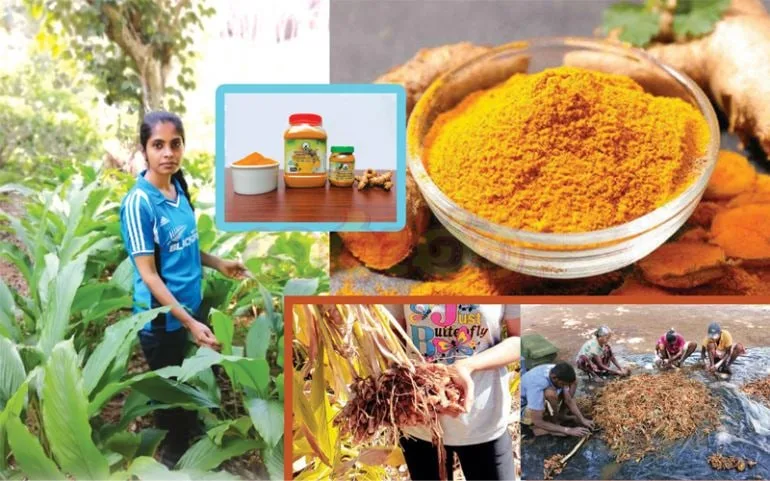 උපාධියට ඉගෙන ගන්නා අතරතුර කහ වගාවෙන් ජීවිතය දිනූ රුවන්වැල්ලේ මධුෂි භාග්යා