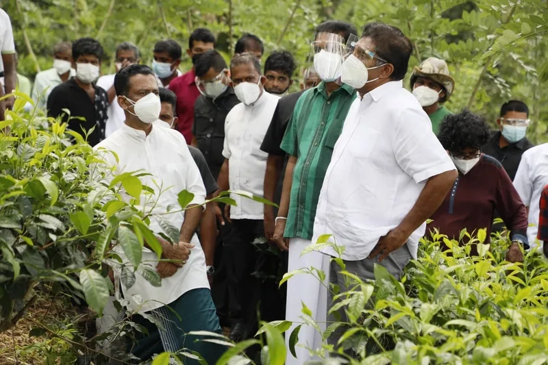 සජිත් ගාල්ලේ තේ ගොවීන්ගේ ගැටලු විමසයි