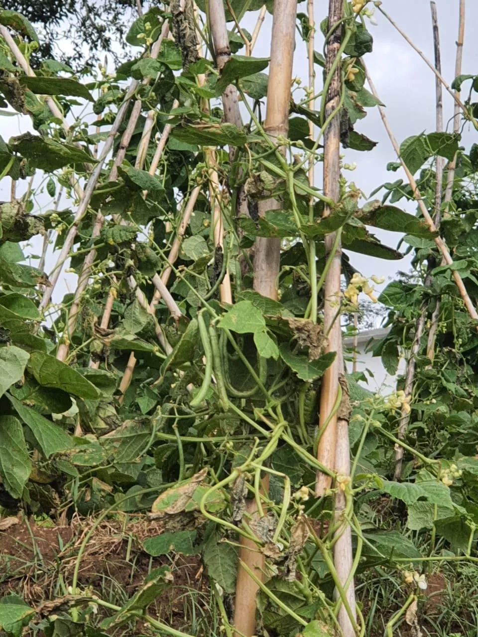 උඩරට ආහාර වගාව විනාශයි