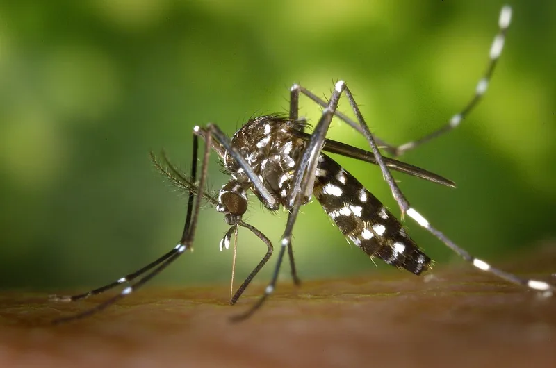 ඩෙංගු උණ සහ ඩෙංගු රක්ත පාතය