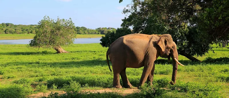 කොරෝනා ඇඳිරිය අස්සේ යාල කපා අක්කර 120ක් අල්ලලා