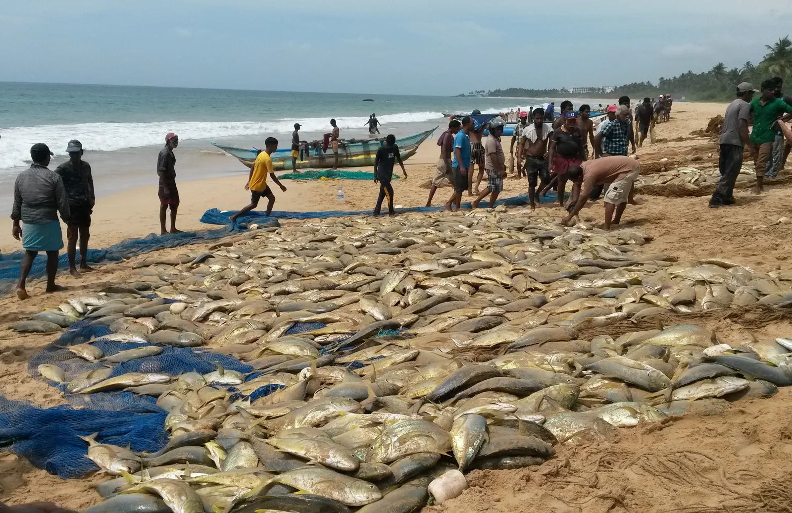 බළපිටිය - මංකඩ මාදැල් වරායේදී ධීවරයින් පිරිසකට රු ලක්ෂ 80ක මාළුන් හසු වෙලා