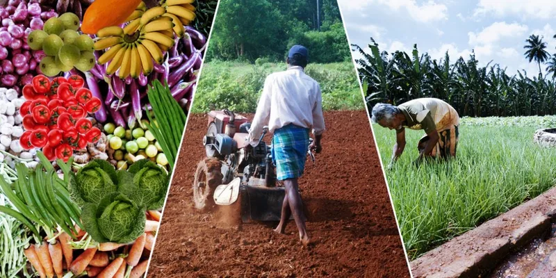 අස්වනු අඩු වීමට හේතුව ජපුරෙන් සොයා ගනී