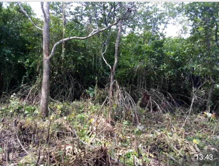 මාදු ගඟ රක්ෂිතයේ කඩොලාන පද්ධතිය විනාශ කරලා