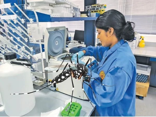 ඩෙංගු ප්‍රතිකාර අලුත් අතකට හැරවූ අපේ ජීවකවරිය