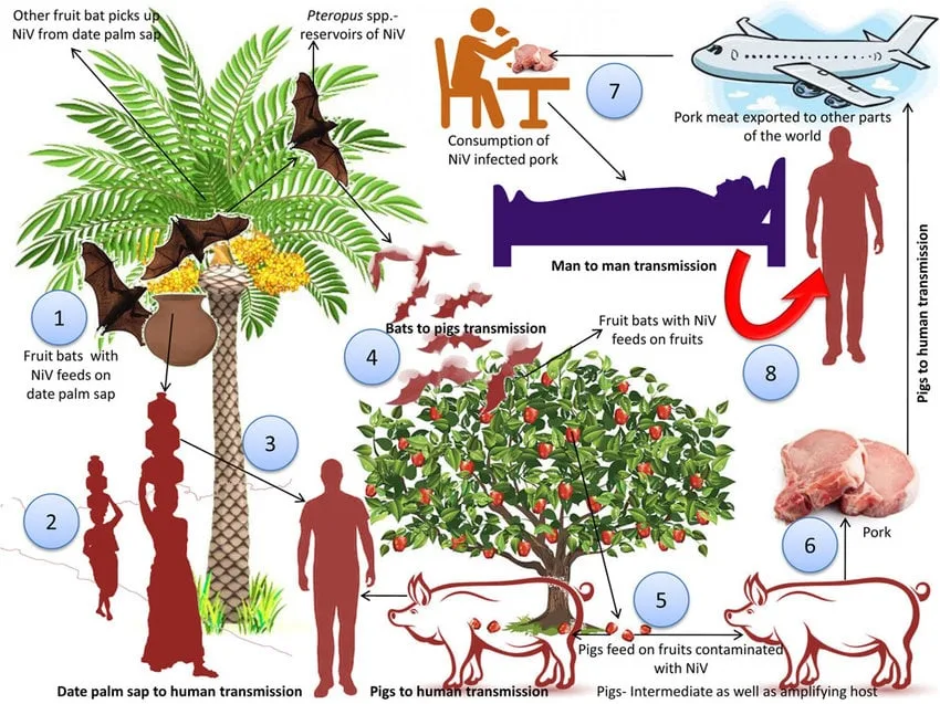 ඉන්දියාවේ නීපා වෛරසය ව්‍යාප්තවීම ඇරඹේ..!