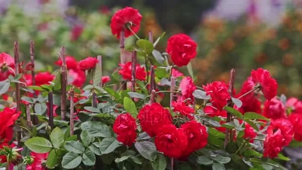 රෝස වගා කර අත මිට සරු කර ගනිමුද..?