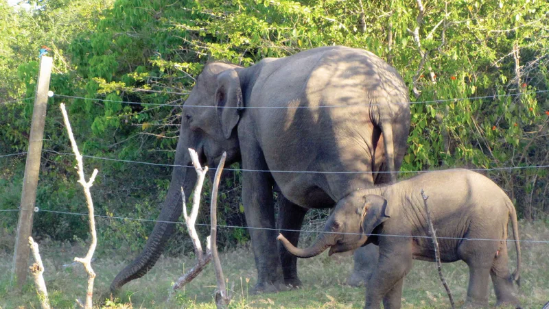 වන ජීවී දෙපාර්තමේන්තුව විදුලි වැට ඉදිකිරීම සදහා 2021-2023 වසර 03 ක කාලය තුල පමණක් රුපියල් බිලියන 2.35ක් වැය කරලා