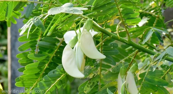 ඉතා ඉහළ ගුණ ඇති කතුරුමුරුංගා