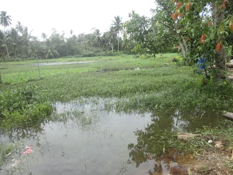 අධික වර්ෂාවෙන් මුකුණුවැන්න වගා භුමිවලට හානි..!