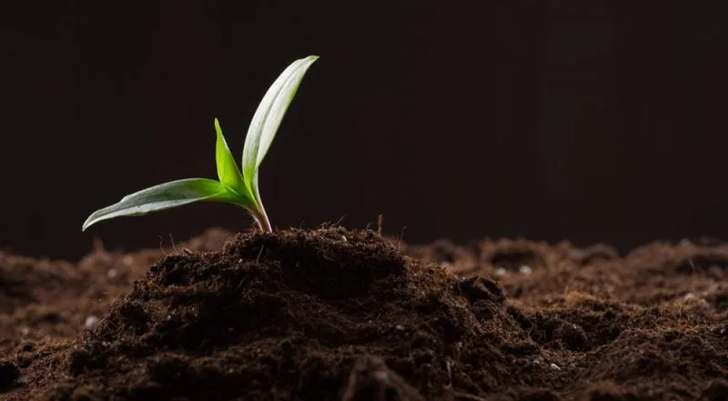 මිනිසාගේ පැවැත්ම රඳා පවතිනුයේ පස මතයි