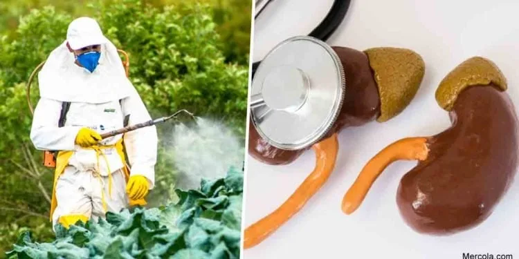 ථෙරවාදය-වී ගොවිතැන සහ කෘෂි රසායනික වකුගඩු රෝගය