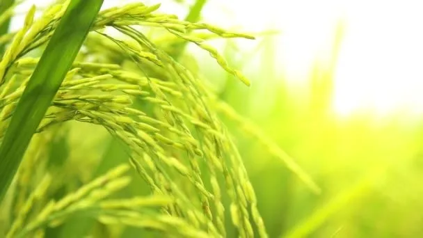 2025 දී දුප්පත්කම 2% ට අඩු කෙරේ