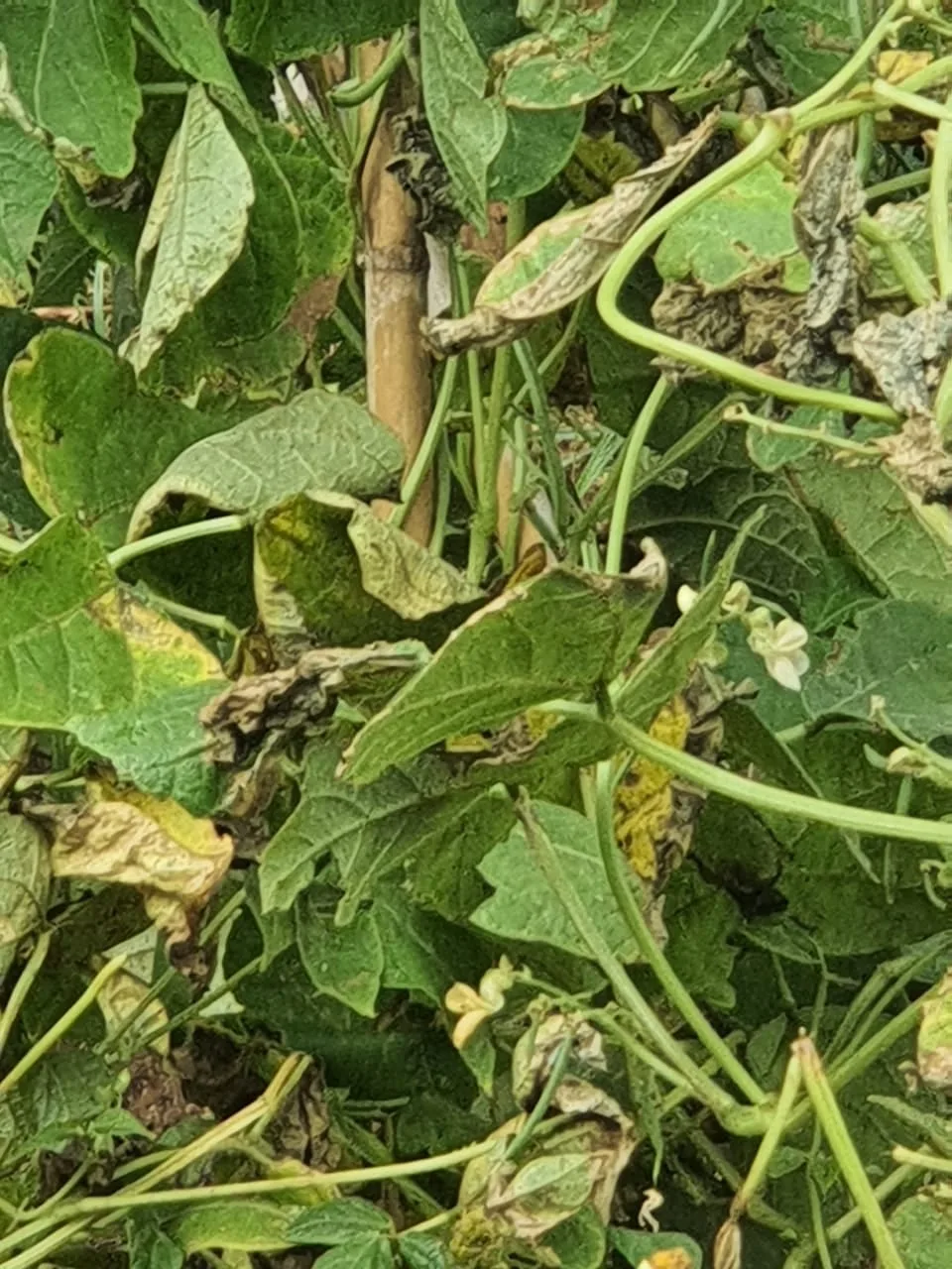 උඩරට ආහාර වගාව විනාශයි